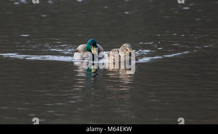 Paire de canards colverts (Anas platyrhynchos) au début de la saison de reproduction Banque D'Images