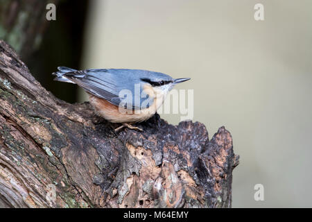 Blanche (Sitta europaea) sur une souche d'arbre Banque D'Images