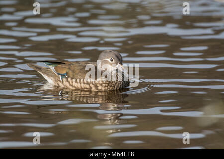 Aix galericulata femelle mandarin (canard) Banque D'Images