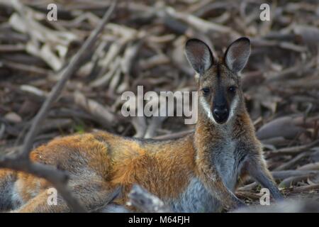 Red-necked wallaby couché dans la litière Banque D'Images