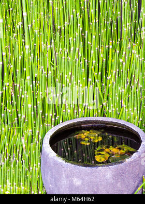 Bassin en pierre japonais avec des nénuphars flottant en bambou et réflexions. Banque D'Images