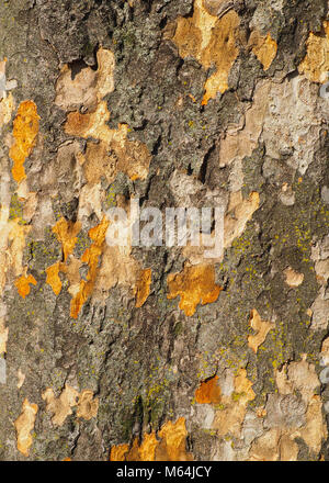 Camouflage naturel comme motifs abstraits sur le pelage d'un vieil arbre de l'écorce du tronc. Banque D'Images