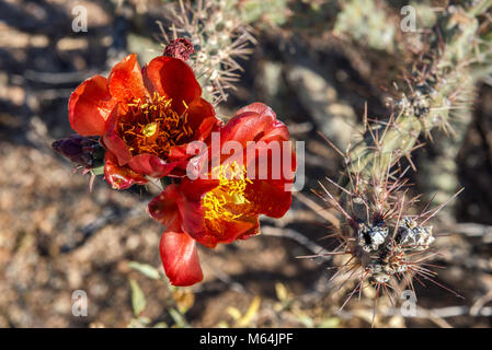 Cholla cactus en fleurs, Cylindropuntia, Scenic Bajada Loop Drive, Tucson Mountain District, Saguaro National Park, désert de Sonora, en Arizona, USA Banque D'Images