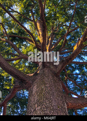 À la recherche à partir de la base jusqu'au haut de l'arbre. Vue à travers les branches d'un magnifique vieil arbre, le tronc et l'intermédiaire de l'arbre. Banque D'Images