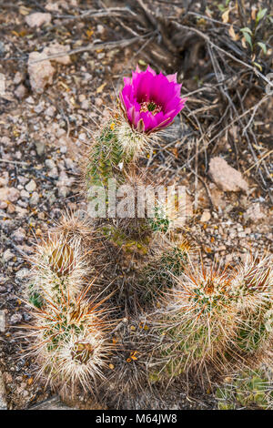 Blooming strawberry cactus hérisson, Echinocereus engelmannii, alias l'isoète d'hérisson, Saguaro National Park, désert de Sonora, en Arizona, USA Banque D'Images