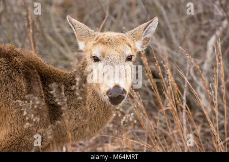 Cerfs malades sur sentier de randonnée. Banque D'Images