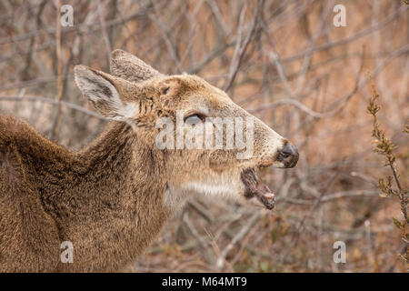 Cerfs malades sur sentier de randonnée. Banque D'Images