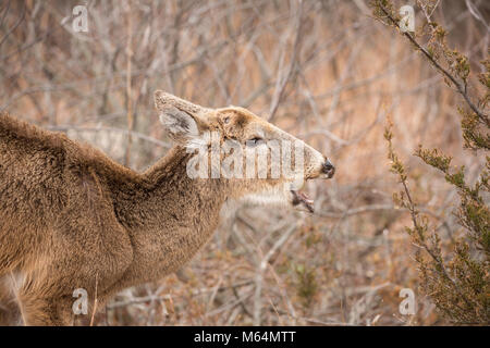 Cerfs malades sur sentier de randonnée. Banque D'Images