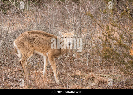 Cerfs malades sur sentier de randonnée. Banque D'Images