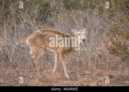 Cerfs malades sur sentier de randonnée. Banque D'Images