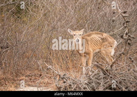 Cerfs malades sur sentier de randonnée. Banque D'Images