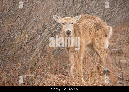 Cerfs malades sur sentier de randonnée. Banque D'Images