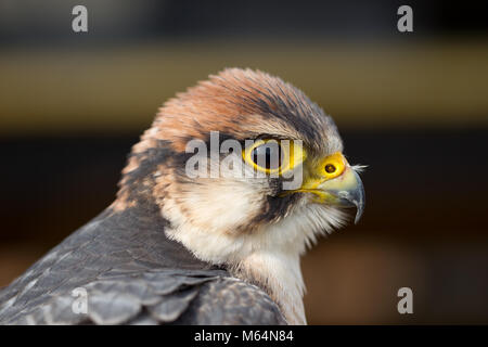 Détail de la tête de faucon lanier (Falco biarmicus) Harengs à Green Farm falconry centre Banque D'Images