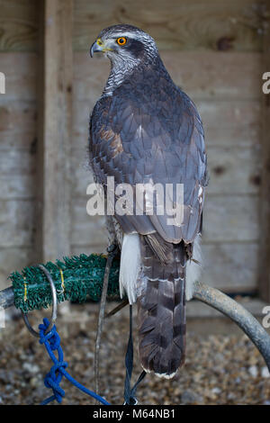 L'Autour des palombes femelle adultes en captivité à harengs Green Farm falconry centre Banque D'Images