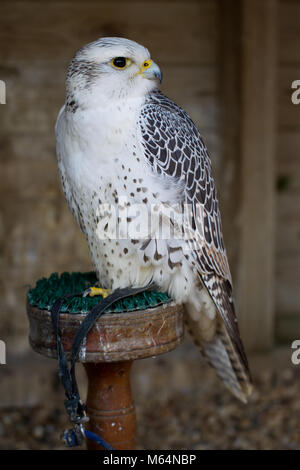 Forme blanche Gyr Falcon hybrid à harengs Green Farm falconry centre Banque D'Images