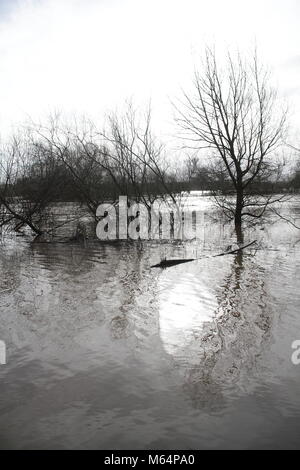 Réflexions d'arbres à Severn inondation. Banque D'Images