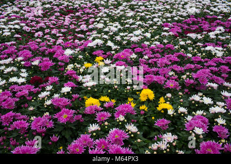 Aster de plantes en serre Banque D'Images