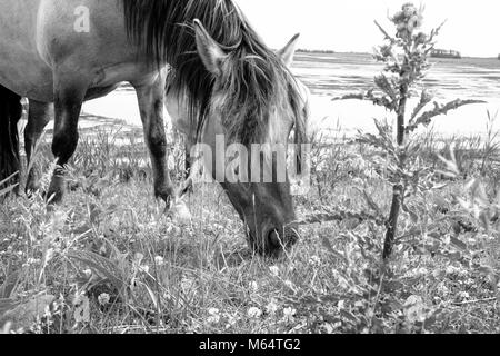 Photo monochrome des chevaux sauvages dans un champ près de l'eau Banque D'Images