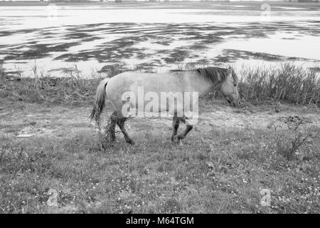 Photo monochrome des chevaux sauvages dans un champ près de l'eau Banque D'Images