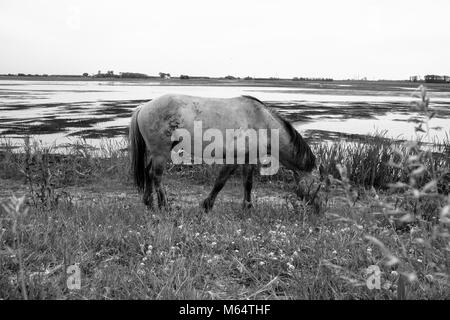 Photo monochrome des chevaux sauvages dans un champ près de l'eau Banque D'Images