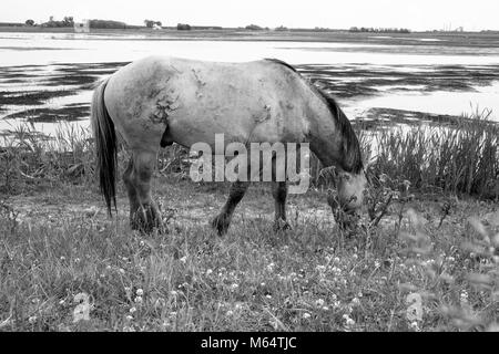 Photo monochrome des chevaux sauvages dans un champ près de l'eau Banque D'Images