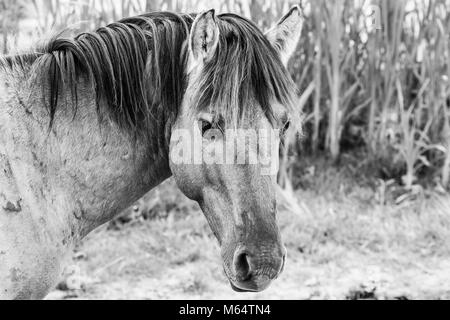 Photo monochrome des chevaux sauvages dans un champ près de l'eau Banque D'Images