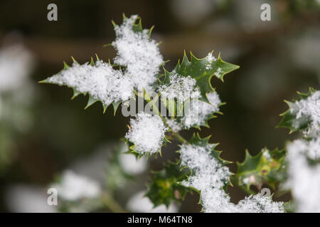 Holly couverte de neige Banque D'Images