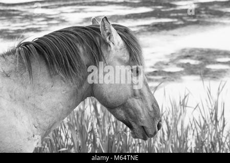 Photo monochrome des chevaux sauvages dans un champ près de l'eau Banque D'Images