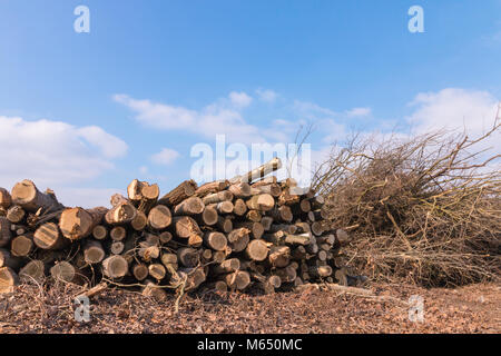 Ensemble d'arbres abattus et de couper la connexion à un site dans une ville. Banque D'Images