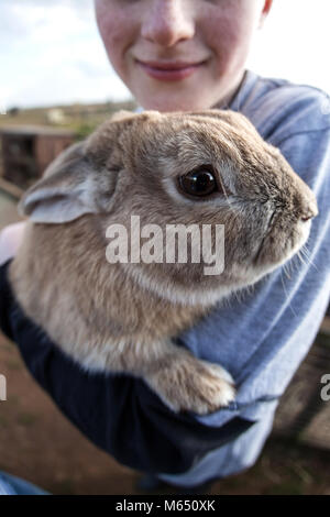 Young British boy holding / câlins lapin dans les bras, Close up de lapins face looking at camera