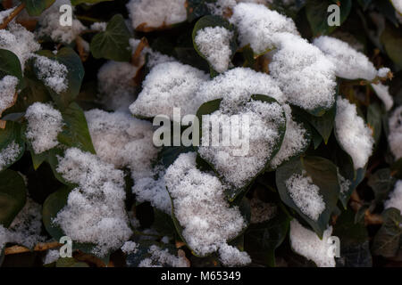 La neige a couvert de feuilles, Close up Banque D'Images