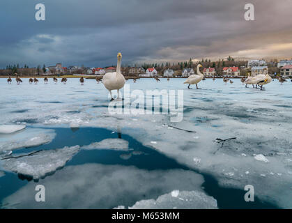 La vie d'oiseaux sur l'étang de Reykjavik, l'hiver, Reykjavik, Islande Banque D'Images