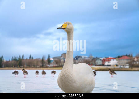 La vie d'oiseaux sur l'étang de Reykjavik, l'hiver, Reykjavik, Islande Banque D'Images