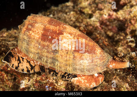 Conus geographus est le plus meurtrier au monde conidae. Ici on trouve la chasse sur un mont sous-marin en Papouasie Nouvelle Guinée. Banque D'Images