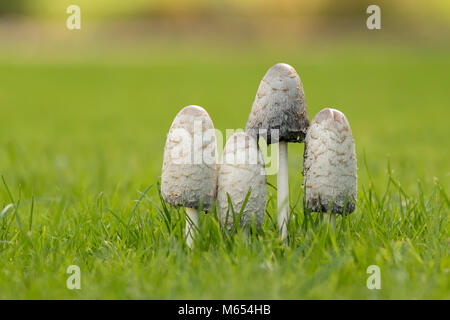 Groupe de quatre Shaggy Inkcap champignons (Coprinus comatus) croissant sur une pelouse. Tipperary, Irlande Banque D'Images