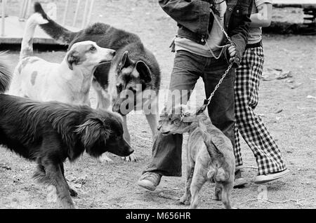 1970 QUATRE CHIENS EN LAISSE UNE FAMILIARISATION AU PARC PUBLIC DOGGIE - d6123 HAR001 HARS TOUTOU NOIR ET BLANC VIEUX MÉTIERS Banque D'Images