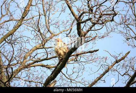 Le nord de la buse à queue rousse, Buteo jamaicensis : Latin, roulant des feux arrière rouges sur Maple Tree branch au cimetière Mount Pleasant, Toronto, Ontario, Canada Banque D'Images