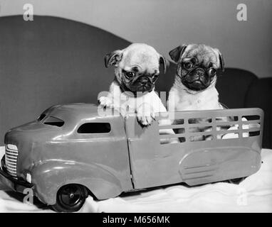 1940 Deux drôles de chien PUG CHIOTS ASSIS EN ARRIÈRE DE CAMION JOUET - d89 HAR001 HARS OLD FASHIONED COURT PUG-MUSELÉE SILVER FAWN PETITE TAILLE SOCIABLE VOLONTAIRE RIDÉE Banque D'Images