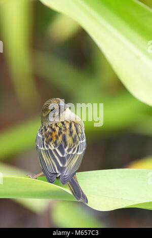 (Foudia madagascariensis Red Fody) à Praslin, Seychelles. Banque D'Images