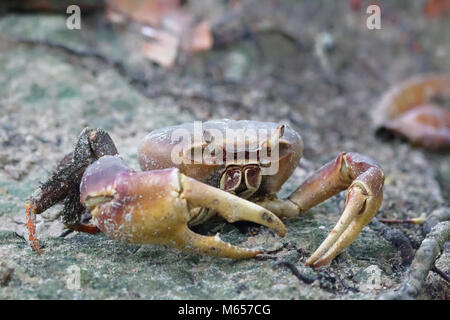 Crabe Cardisoma carnifex (terre) sur Praslin, Seychelles. Banque D'Images