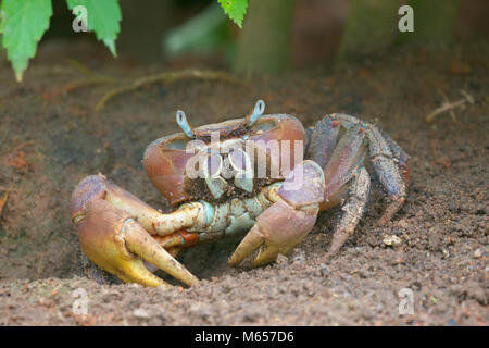 Crabe Cardisoma carnifex (terre) sur Praslin, Seychelles. Banque D'Images