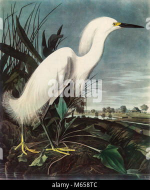 Impression d'Audubon Aigrette neigeuse (Egretta thula) DEMI-TEINTE COULEUR - KB32307 CPC001 ORNITHOLOGIE HARS Banque D'Images