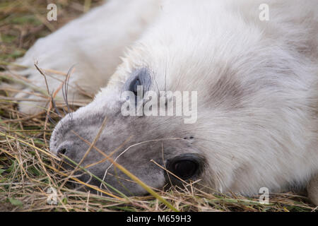 Donna Nook, Lincolnshire, ANGLETERRE - 15 novembre : Close up sur un moelleux mignon bébé nouveau-né bébé phoque gris le 15 nov 2016 à Donna Nook Santuary Joint, Lincolnshire W Banque D'Images