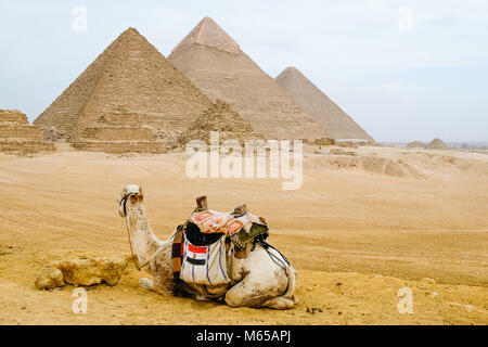 Camel assis devant les pyramides au Caire Banque D'Images