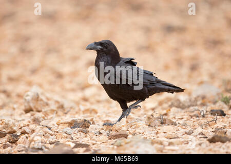 Grand Corbeau (Corvus corax tingitanus) Banque D'Images