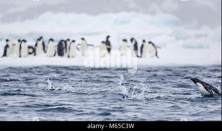Un manchot Adélie 'natation marsouins' passé d'autres manchots adélies debout sur une des glaces de la Baie d'espoir, de l'Antarctique. Banque D'Images