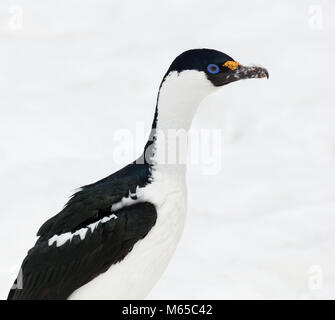 Un beau Shag Antarctique pose sur Half Moon Island dans les îles Shetland du Sud, l'Antarctique. Banque D'Images