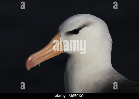 Albatros à sourcils noirs Banque D'Images