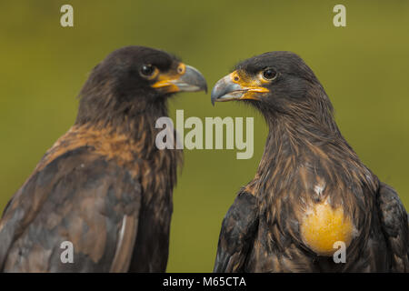 Caracara strié Banque D'Images