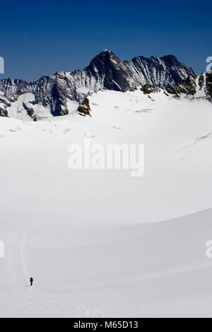 Un grimpeur franchissant la Ewigschneefeld, avec les sommets de la fille et Lauteraarhorn dans la distance : Alpes Bernoises, Suisse Banque D'Images